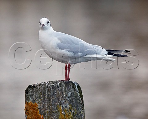 Blackheaded Gull winter plumage by the River Thames Hurst Park West Molesey Surrey UK