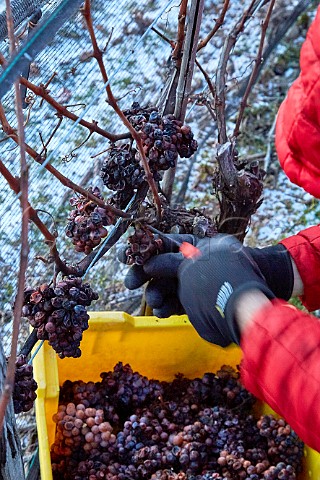Picking Gewrztraminer grapes for Icewine temperature 12C in vineyard of Malivoire Wine Company Beamsville Ontario Canada  Niagara Peninsula