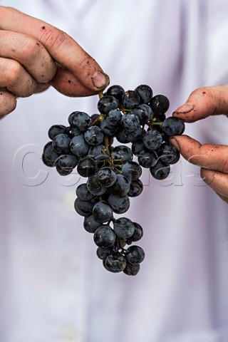 Hands holding bunch of Malbec grapes Bodega Noemia Rio Negro Patagnonia Argentina