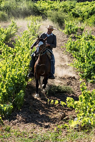 Nivaldo Morales riding through his Mourvdre vineyard Sauzal Cauquenes Chile Maule Valley
