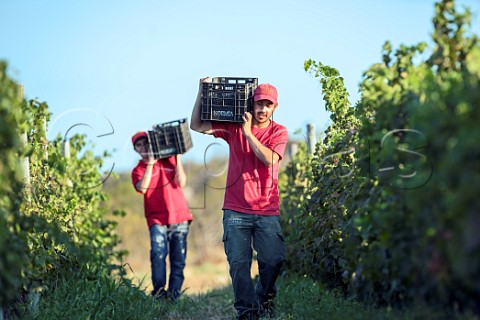 Picking Malbec grapes in Valle Azul vineyard of Bodega Noemia Rio Negro Patagonia Argentina