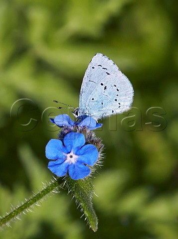 Holly Blue nectaring on Green Alkanet  Hurst Meadows East Molesey Surrey UK