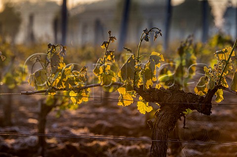Frost damaged vines during the subzero temperatures of April 2017 Pomerol Gironde France  Pomerol  Bordeaux
