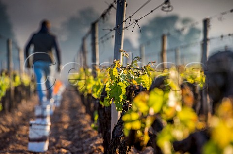 Oil burning smudge pots in vineyard of Chteau Lafleur during subzero temperatures of April 2017 Pomerol Gironde France Pomerol  Bordeaux