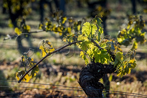 Frost damaged vines during the subzero temperatures of April 2017 Pomerol Gironde France  Pomerol  Bordeaux