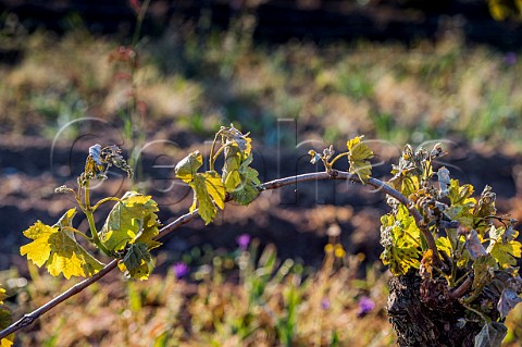 Frost damaged vines during the subzero temperatures of April 2017 Pomerol Gironde France  Pomerol  Bordeaux