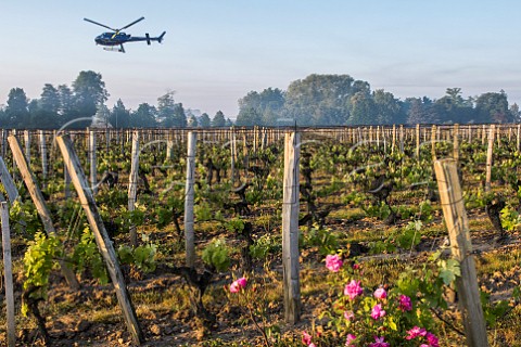 Helicopter being used to circulate warmer air to prevent frost damage to vineyard in subzero spring temperatures of April 2017  Chteau Figeac Stmilion Gironde France  Saintmilion  Bordeaux