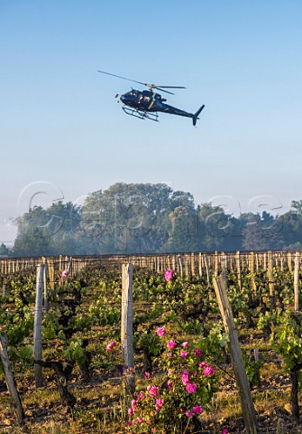 Helicopter being used to circulate warmer air and prevent frost damage to vineyard in subzero spring temperatures of April 2017  Chteau Figeac Stmilion Gironde France  Saintmilion  Bordeaux