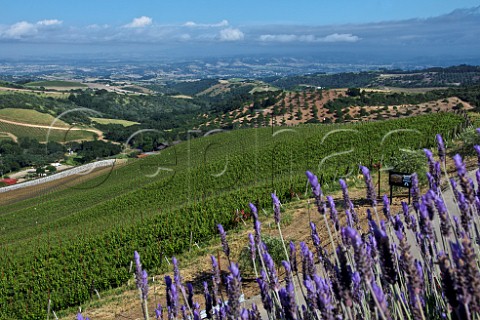 Daou Vineyards on Daou Mountain in the Adelaida District Paso Robles California  Paso Robles 