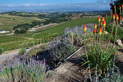 Daou Vineyards on Daou Mountain in the Adelaida District Paso Robles California  Paso Robles 