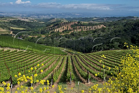 Daou Vineyards on Daou Mountain in the Adelaida District of Paso Robles California  Paso Robles 