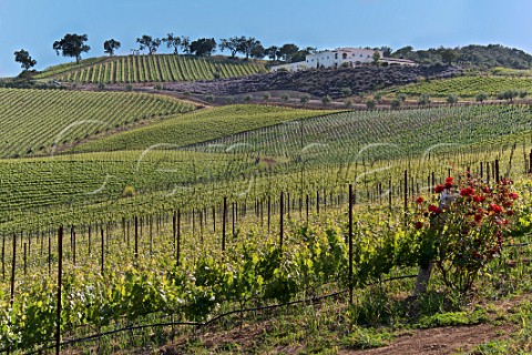 Daou Vineyards and winery on Daou Mountain in the Adelaida District Paso Robles California Paso Robles 