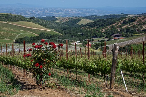 Daou Vineyards on Daou Mountain in the Adelaida District Paso Robles California  Paso Robles 