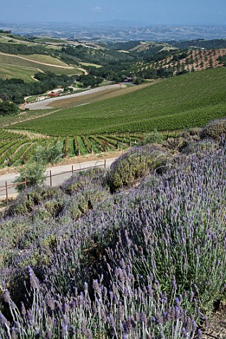 Daou Vineyards on Daou Mountain in the Adelaida District Paso Robles California  Paso Robles 