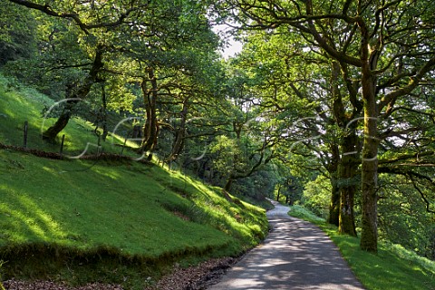 Road through forest in the Irfon Valley north of Abergwesyn Powys Wales