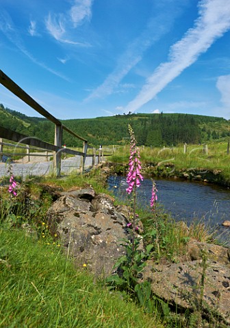 Foxgloves growing by the Afon Irfon north of Abergwesyn Powys Wales