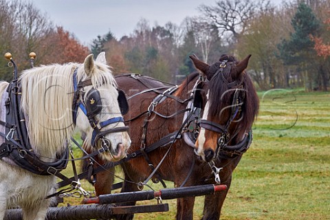 Shire Horses of Operation Centaur working at Hurst Meadows East Molesey Surrey UK
