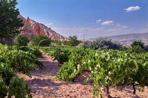 Vineyard and rock pinnacles near Zelve Cappadocia Turkey