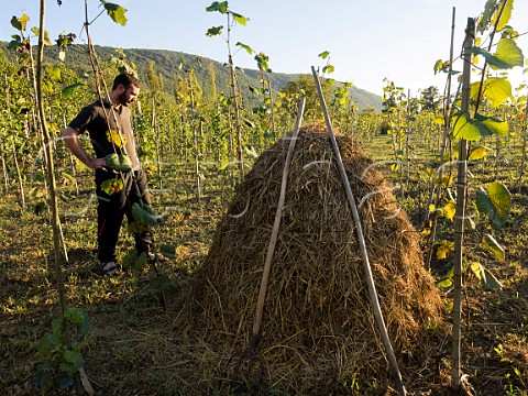 Nika Partsvania in young vineyard of Vino Martville Targameuli Samegrelo region western Georgia