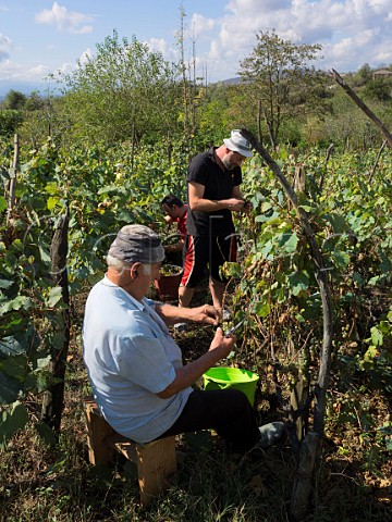 Ramaz Nikoladze standing harvesting grapes in his vineyard with his father and brother Nakhshirghele Imereti region western Georgia