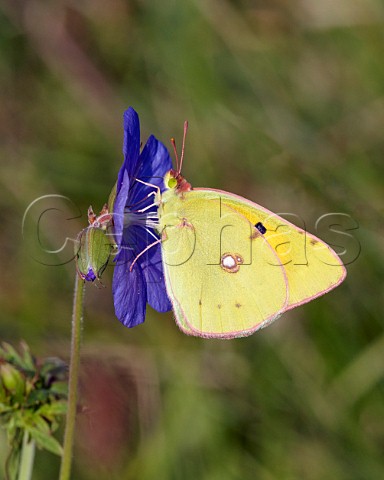 Clouded Yellow butterfly nectaring on Meadow Cranesbill flower Hurst Meadows East Molesey Surrey UK