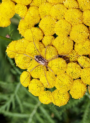 Harvestman resting on Tansy flowers Hurst Meadows East Molesey Surrey UK