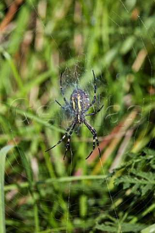 Wasp Spider on its web Hurst Meadows East Molesey Surrey UK