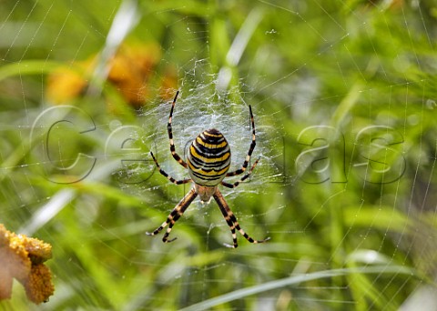 Wasp Spider on its web Hurst Meadows East Molesey Surrey UK