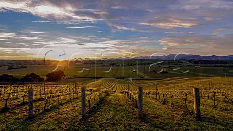 Sunset over hillside Pinot Noir vines of Greywacke Farm Vineyard with the Richmond Ranges in distance   Omaka Valley Marlborough New Zealand