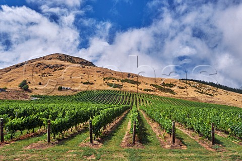 Pinot Noir vines in Omaka Ridge vineyard a contract grower for Villa Maria Marlborough New Zealand