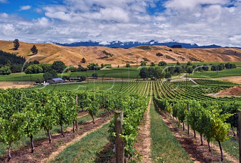 Pinot Noir vines in Omaka Ridge vineyard a contract grower for Villa Maria with Cloudy Bays Barracks vineyard beyond Marlborough New Zealand
