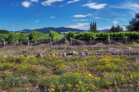 Californian Poppies flowering by vineyard of Spy Valley Wines in the Waihopai Valley Renwick Marlborough New Zealand
