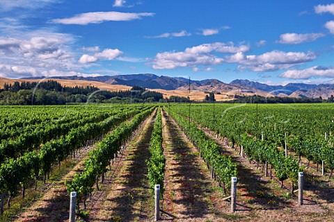Vineyard of Spy Valley in the Waihopai Valley Marlborough New Zealand