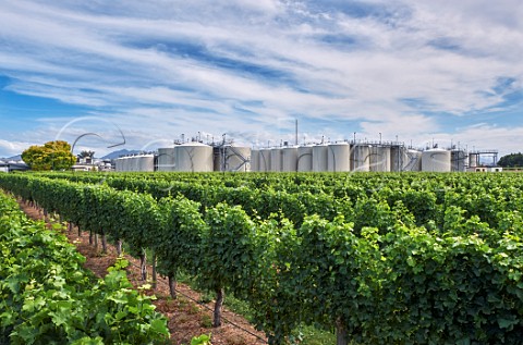 Cephas Picture Library Asset Details 1238047 Drylands Winery And Vineyard Of Constellati