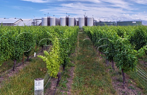 Winery and vineyard of Matua in the Wairau Valley Blenheim Marlborough New Zealand