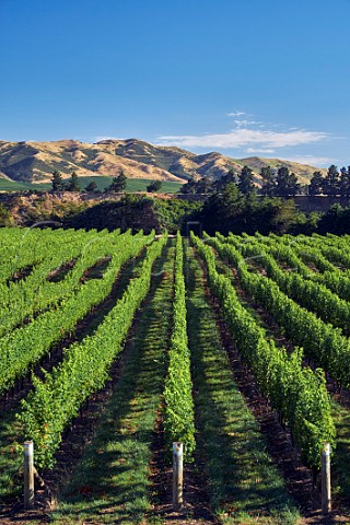 Wakefield Downs vineyard of Babich planted entirely with Sauvignon Blanc Seddon Marlborough New Zealand  Awatere Valley