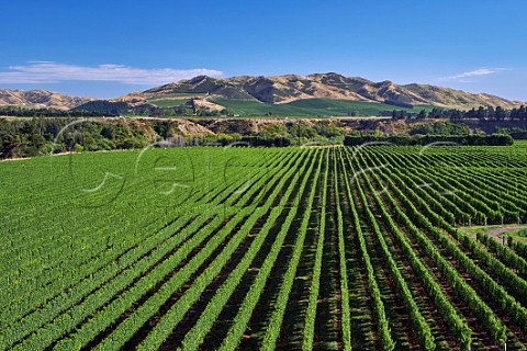 Wakefield Downs vineyard of Babich planted entirely with Sauvignon Blanc Seddon Marlborough New Zealand  Awatere Valley