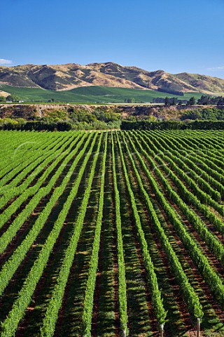 Wakefield Downs vineyard of Babich planted entirely with Sauvignon Blanc Seddon Marlborough New Zealand  Awatere Valley