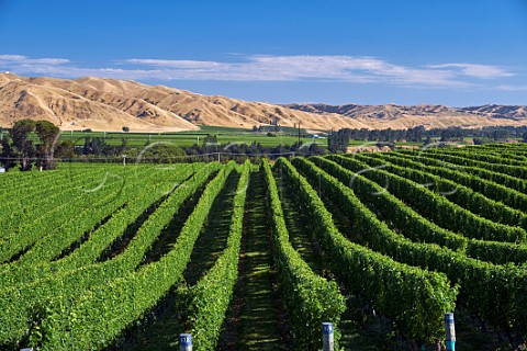 Vineyard of Brancott Estate by the Awatere River Seddon Marlborough New Zealand  Awatere Valley