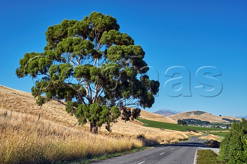 Eucalyptus tree by the road to Seddon with Mount TapuaeOUenuku in distance  Marlborough New Zealand  Awatere Valley