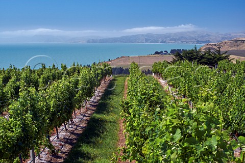 Seaview vineyard of Yealands Estate above Clifford Bay Seddon Marlborough New Zealand  Awatere Valley