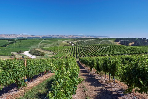 The White Road through vineyards of Yealands Estate Seddon Marlborough New Zealand  Awatere Valley