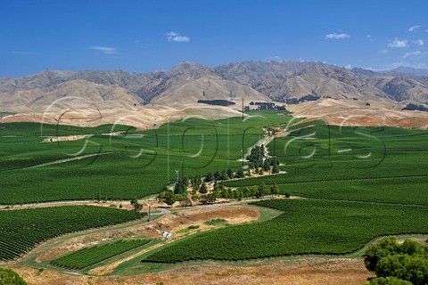 Vineyards south of Seddon Marlborough New Zealand Awatere Valley