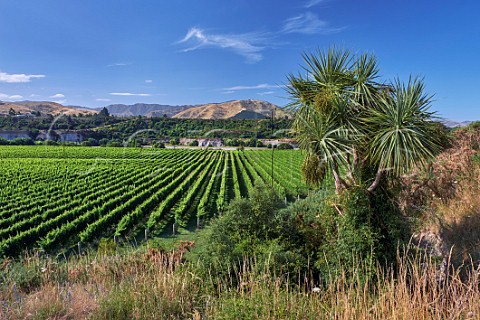Tupari Vineyard above the Awatere River planted with Sauvignon Blanc which is contracted to Greywacke Seddon Marlborough New Zealand  Awatere Valley
