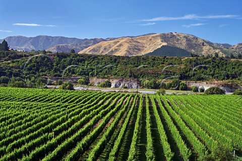 Tupari Vineyard above the Awatere River planted with Sauvignon Blanc which is contracted to Greywacke Seddon Marlborough New Zealand  Awatere Valley