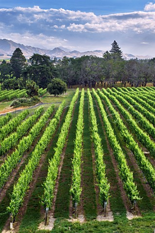 Brackenfield Vineyard of Yealands Estate in the Awatere Valley  Seddon Marlborough New Zealand