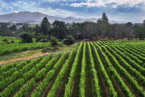 Brackenfield Vineyard of Yealands Estate in the Awatere Valley  Seddon Marlborough New Zealand