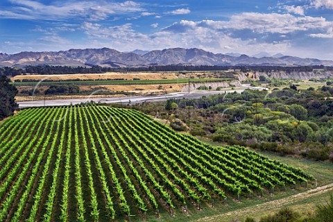 Taylors Pass Vineyard of Villa Maria on a terrace above the Awatere River Seddon Marlborough New Zealand  Awatere Valley