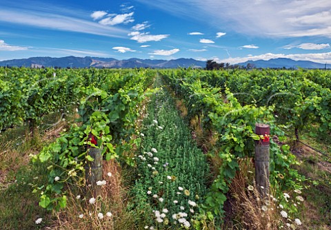 Organic vineyard of Wither Hills in the Ben Morven Valley Blenheim Marlborough New Zealand