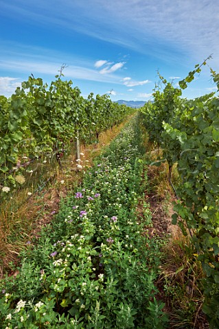 Organic vineyard of Wither Hills in the Ben Morven Valley Blenheim Marlborough New Zealand